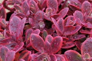 Sedum 'Wildfire' 